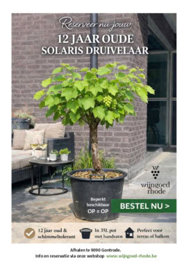 WR Solaris druivelaar - 12 jaar oud in pot  - ENKEL AFHALEN